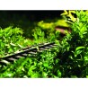 Nożyce do żywopłotu akumulatorowe 450mm 20V mod. THTLI20018(S) TOTAL